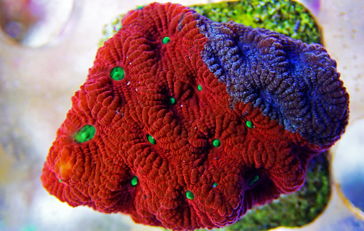 All Coral