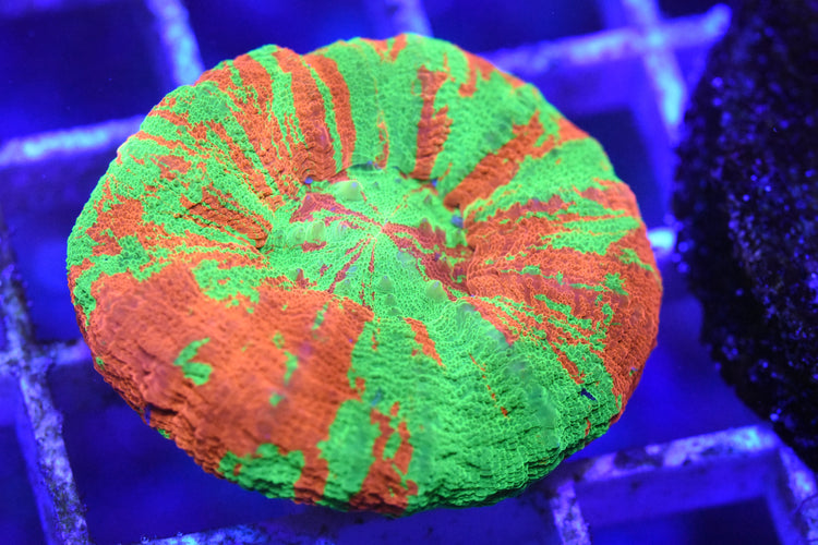LPS Corals