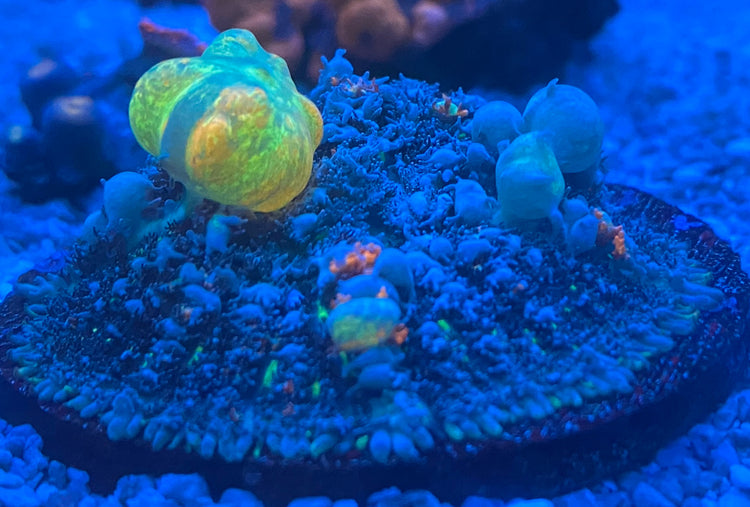 Mushrooms