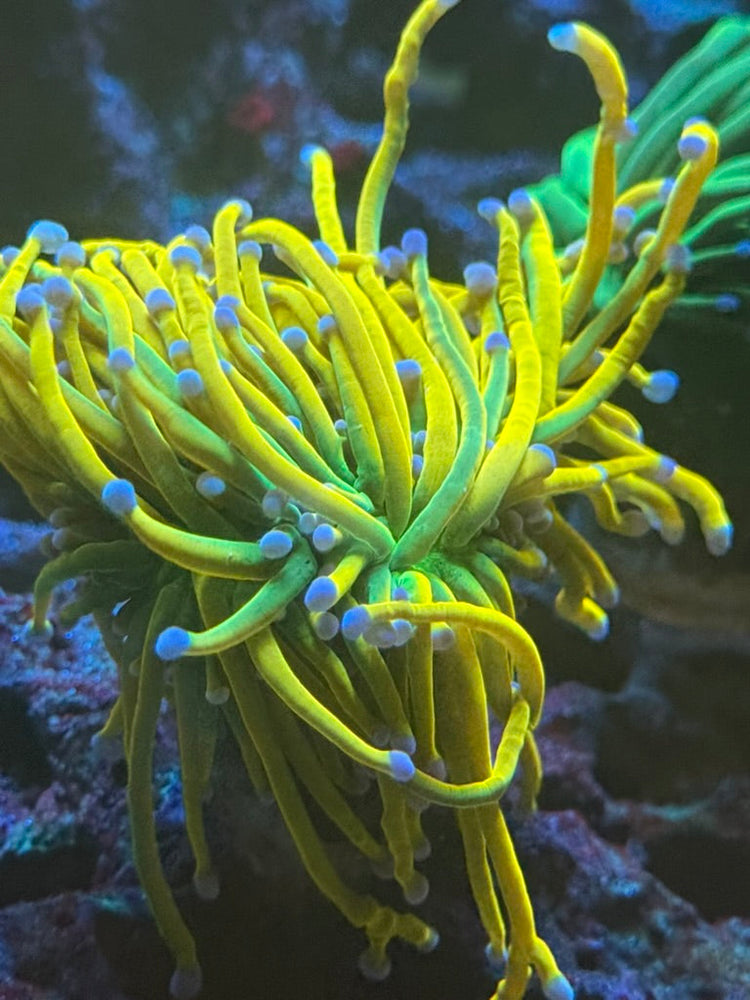 Torch Coral