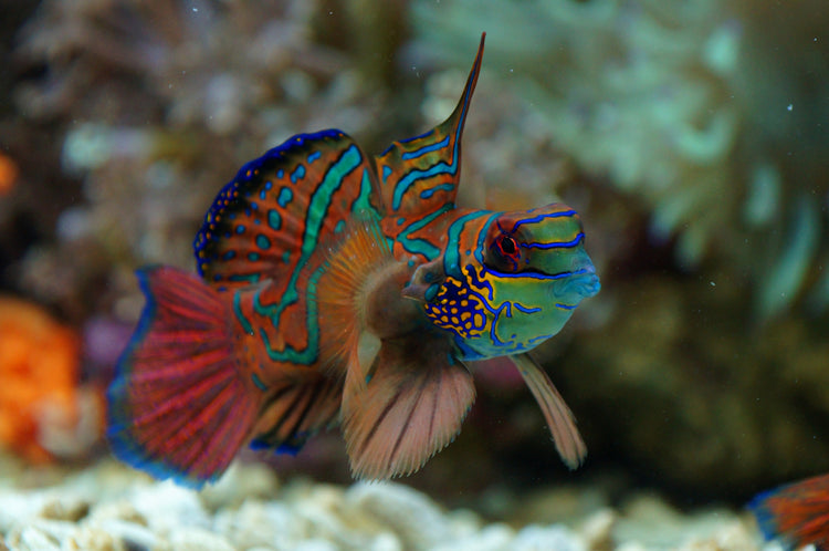 All Fish