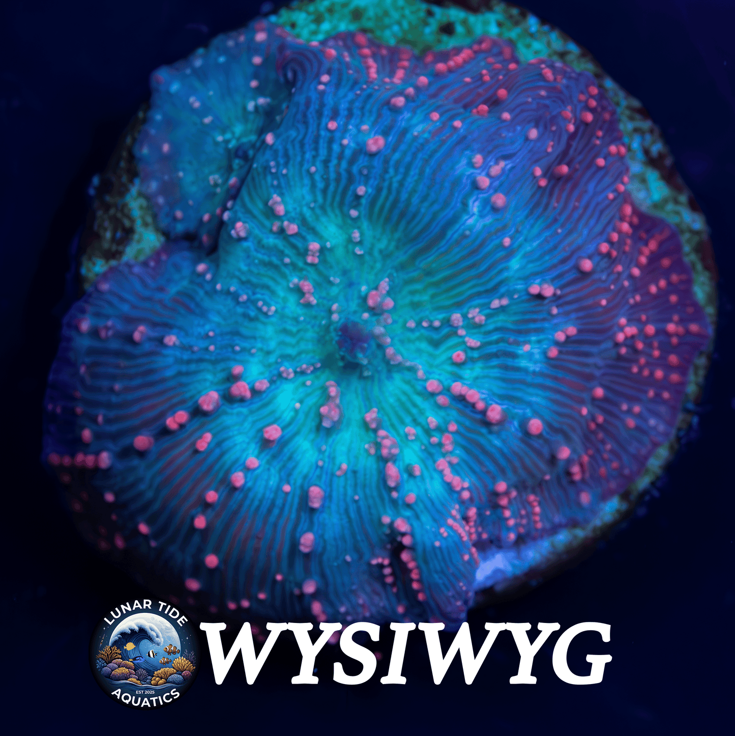 LTA Electric Pink Polk-A-Dot Mushroom