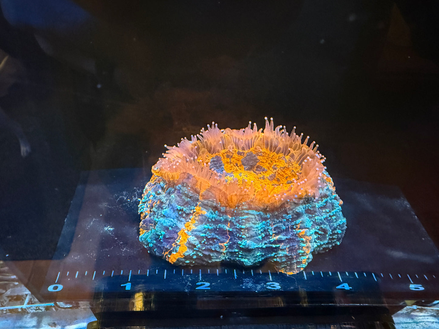 LTA Ultra Rainbow Acanthophyllia - WYSIWYG #202