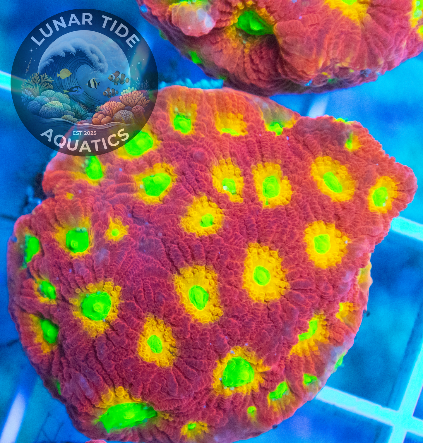 LTA Jelly Bean Favites