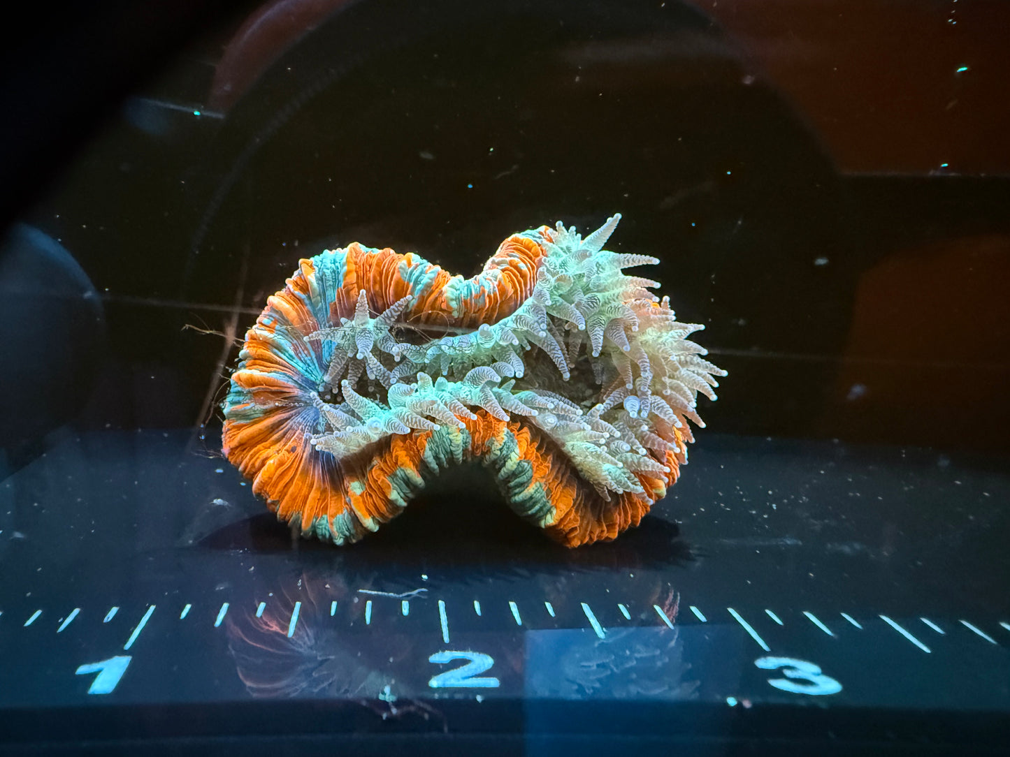 Ultra Trachyphyllia (WYSIWYG)