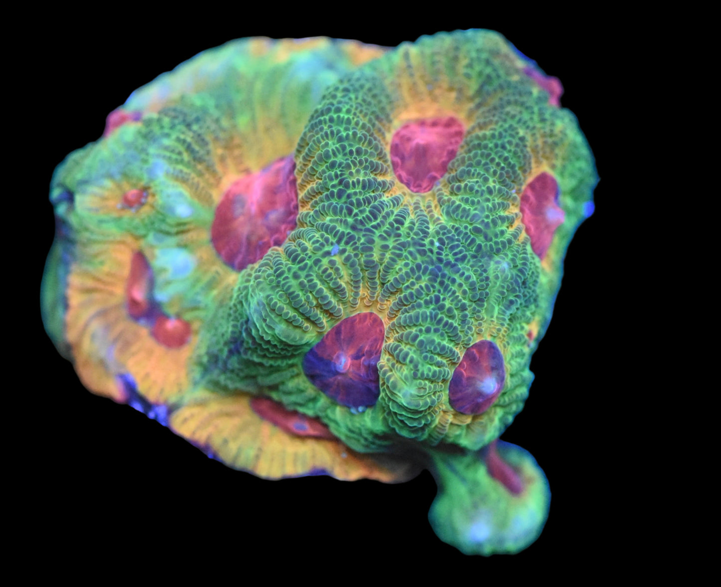 JF Fascination Favia