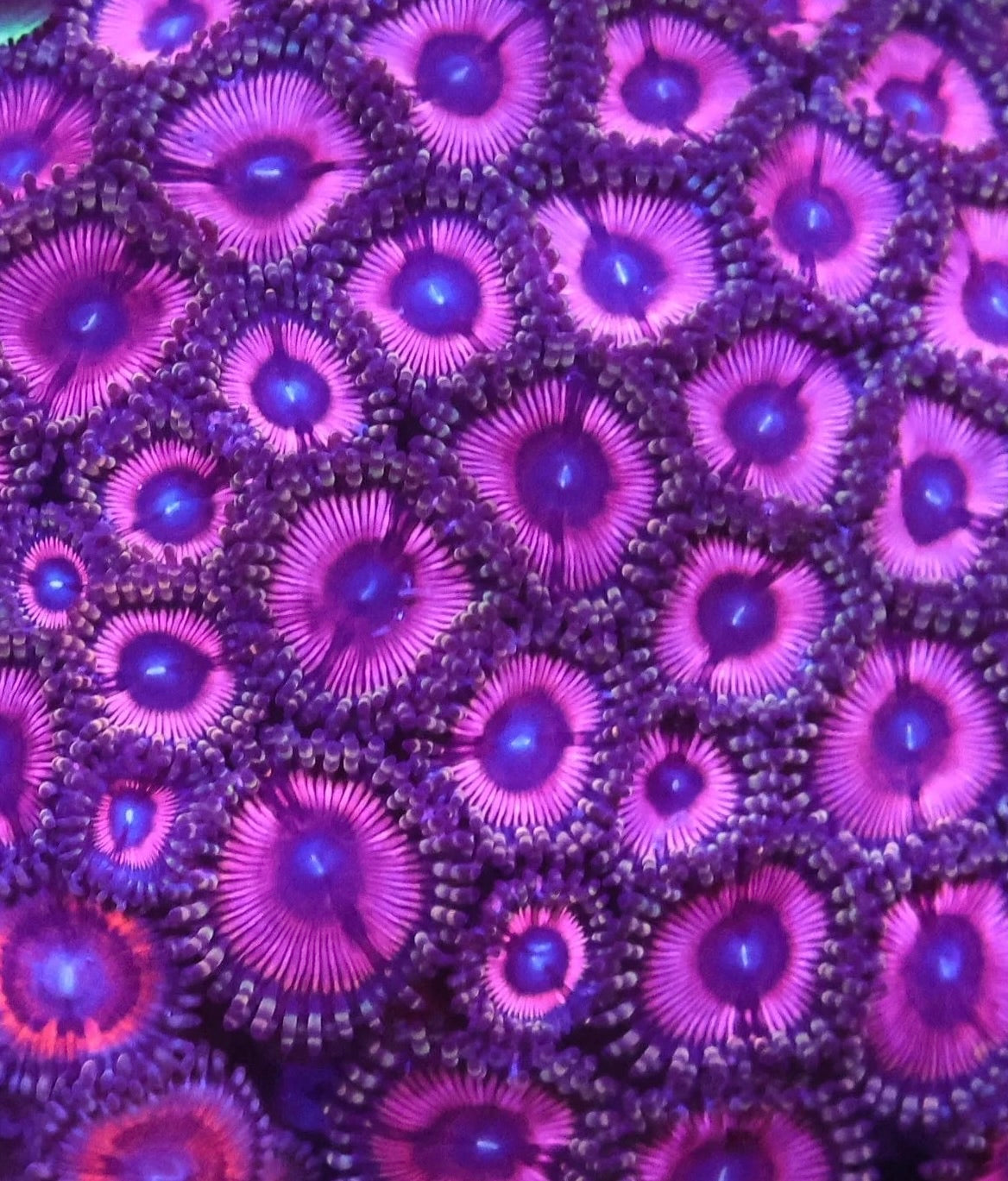 LTA Pink Passion Zoas