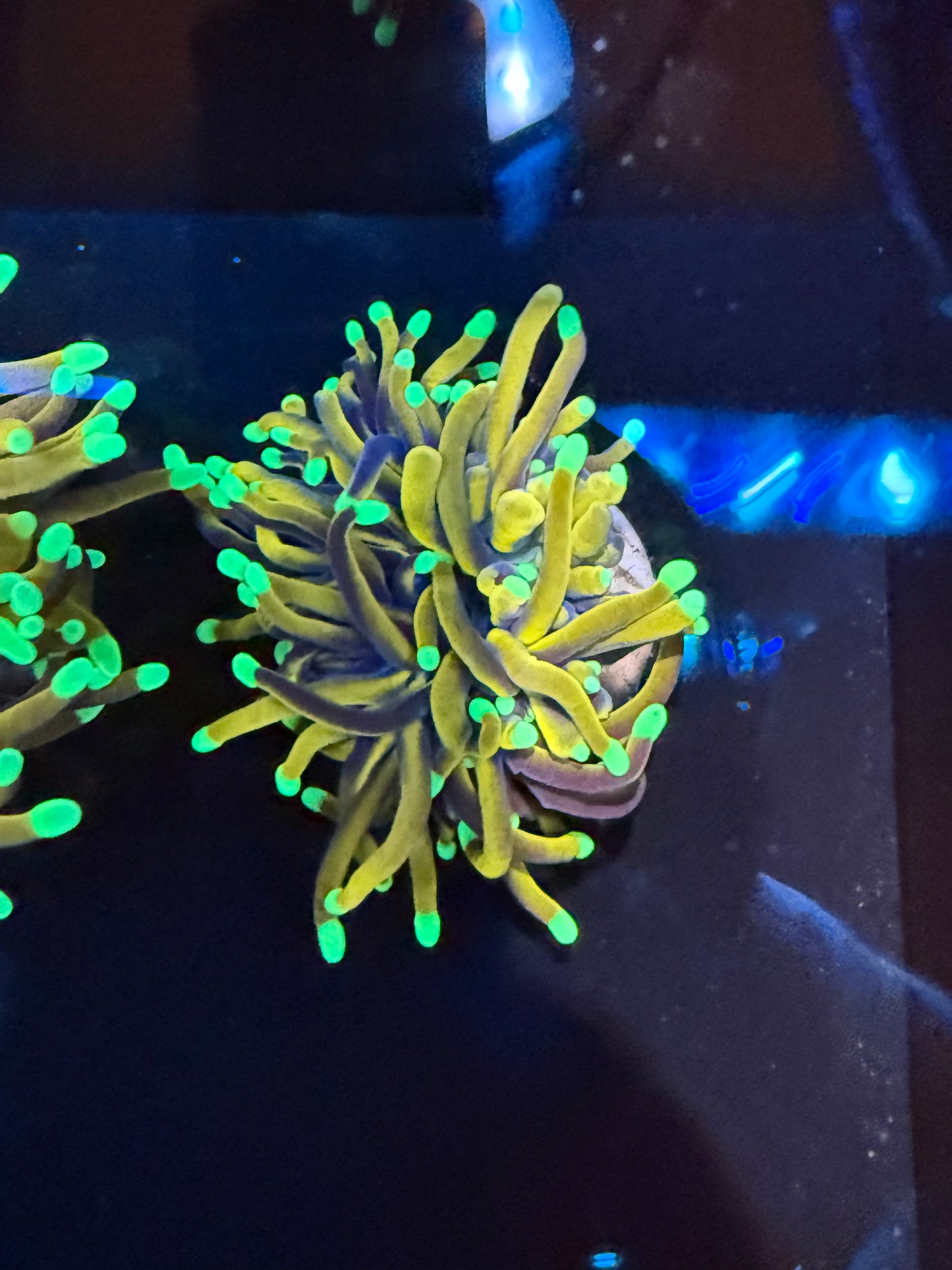 LTA Indo Gold Torch – Glow-in-the-Dark-Like Tips