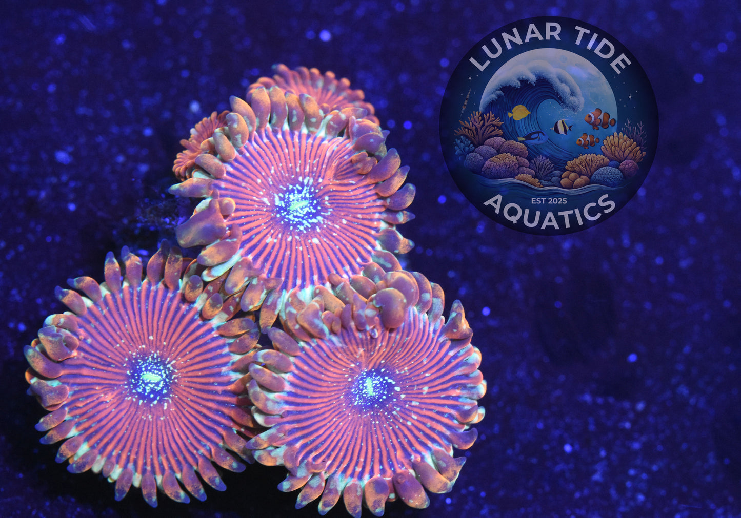 LTA - Ultra Magician Zoas (003)