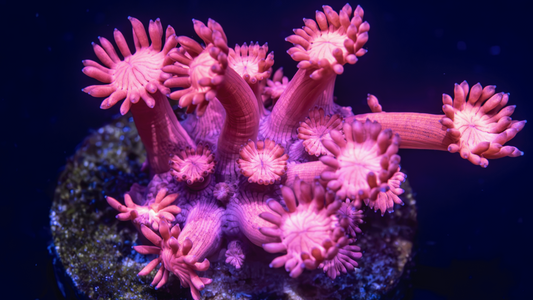 Buying Online Sales Coral Goniopora