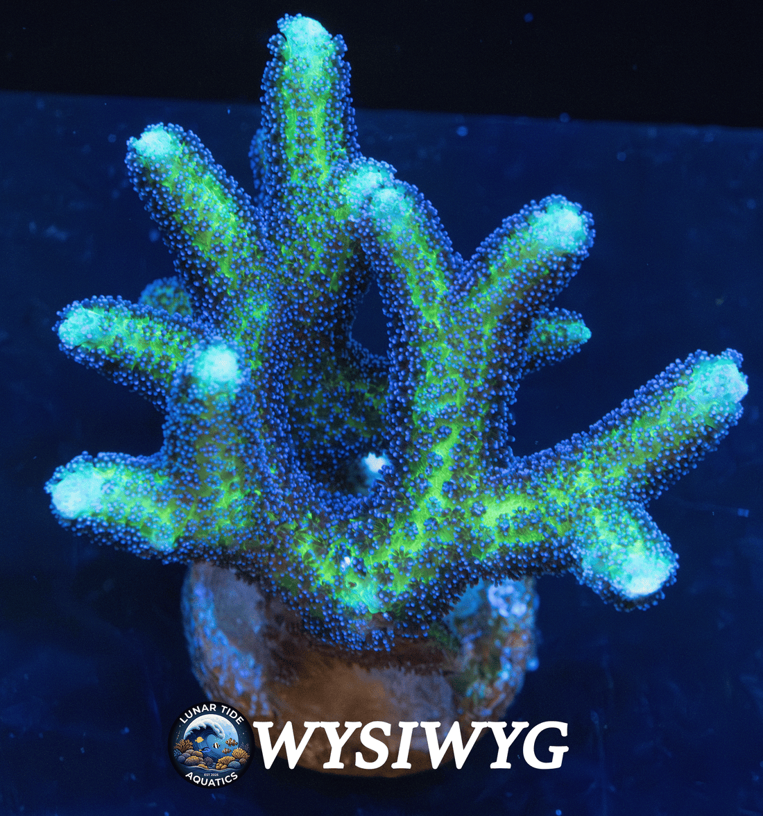 Birdsnest Coral Care Guide
