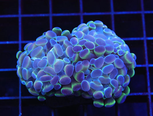 Hammer and Frogspawn Coral Care Guide | Lunar Tide Aquatics