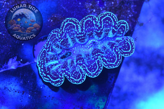 Crocea Clam Care: A Guide to Keeping the Jewel of the Reef