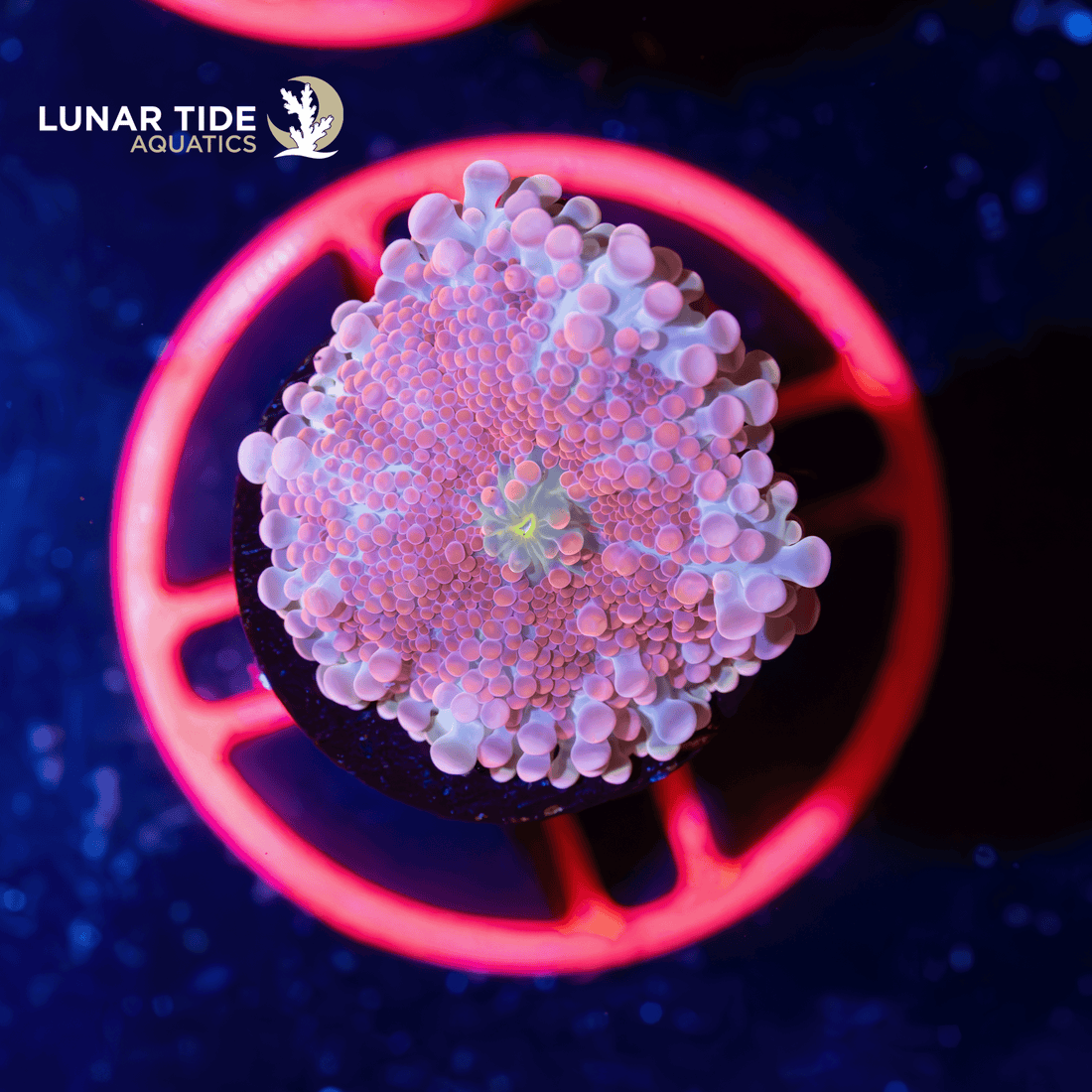 Mushroom Coral Care Guide