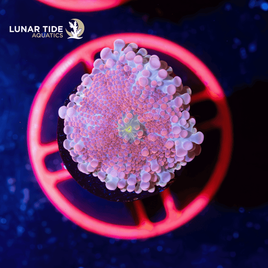 Mushroom Coral Care Guide