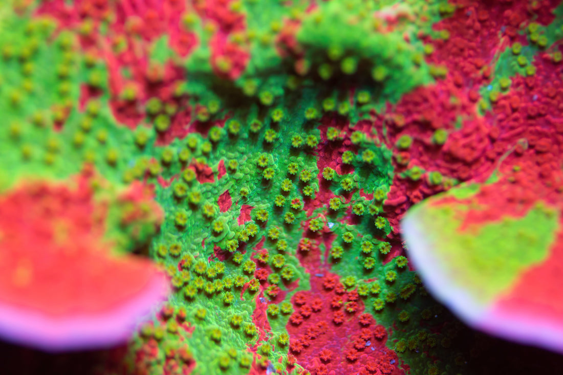 Montipora Care Guide | Lunar Tide Aquatics