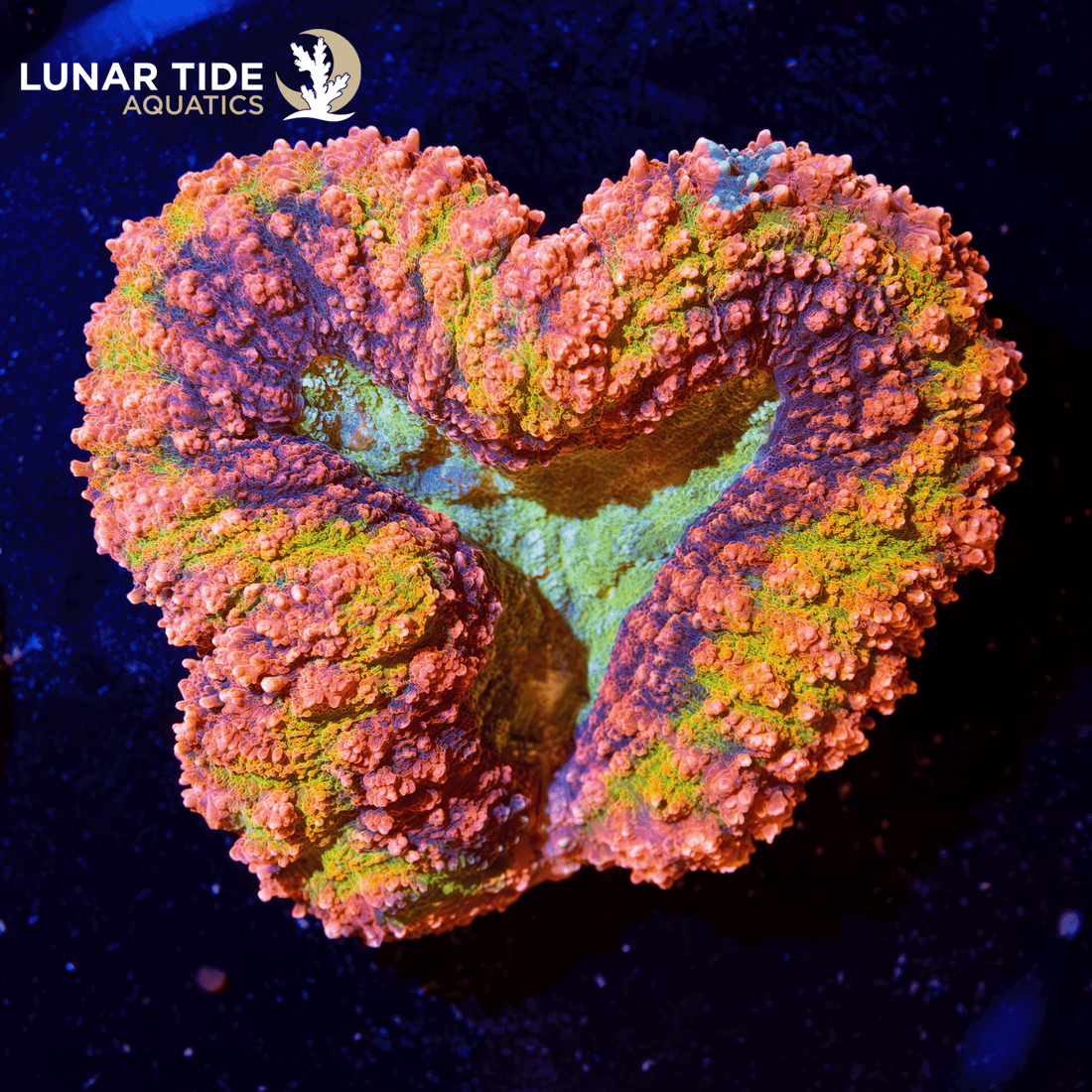 Meat Coral Care Guide