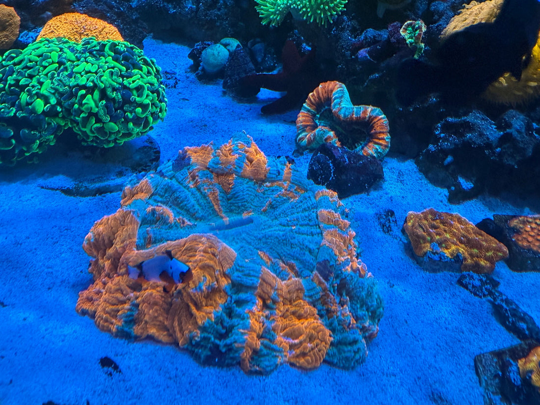 Acanthophyllia: A Study in Stability and Patience