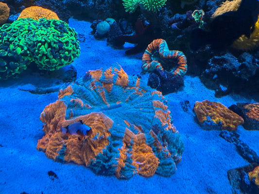 Acanthophyllia: A Study in Stability and Patience