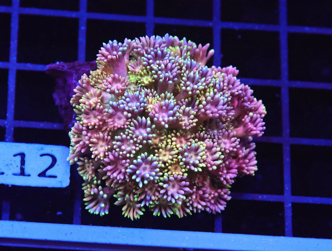 Goniopora and Alveopora Care Guide | Lunar Tide Aquatics