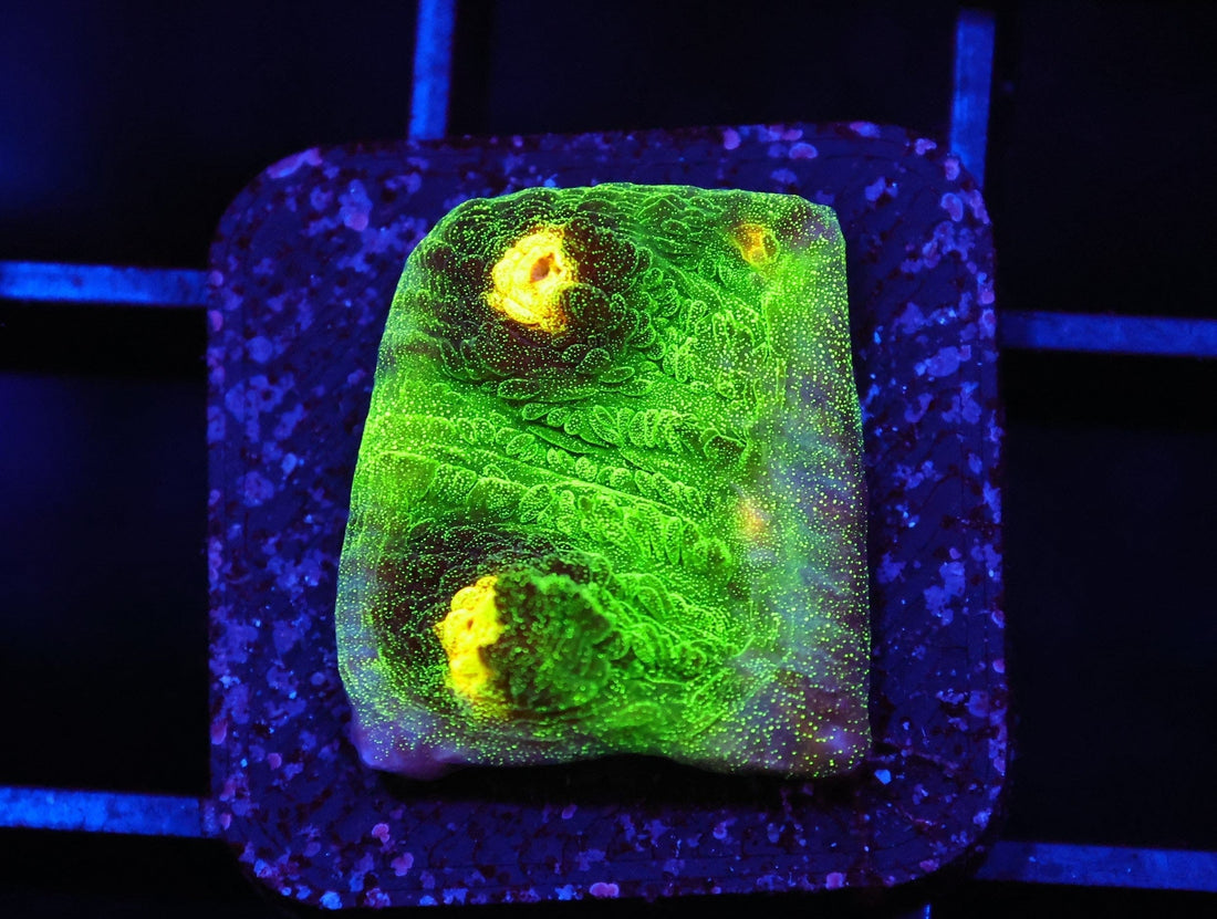 Chalice Coral Care Guide | Lunar Tide Aquatics