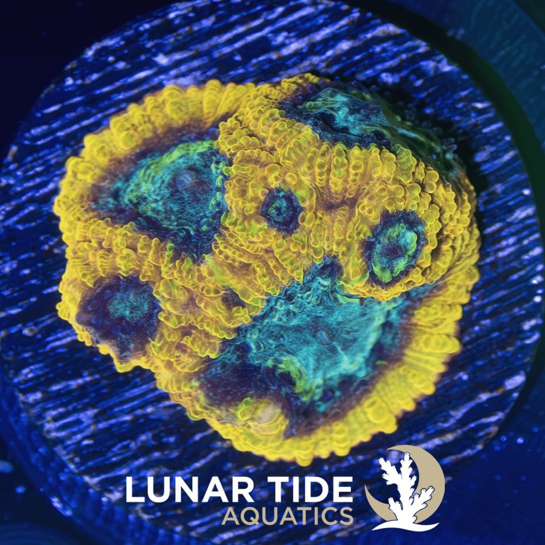 Favia, Favites, and Cyphastrea Coral Care Guide