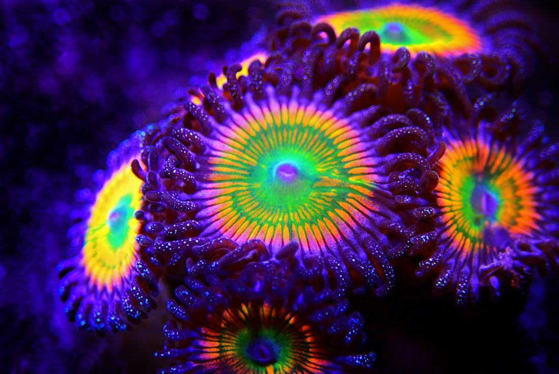 Zoanthid and Palythoa Identification Atlas