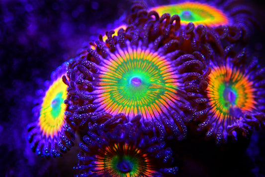 Zoanthid and Palythoa Identification Atlas