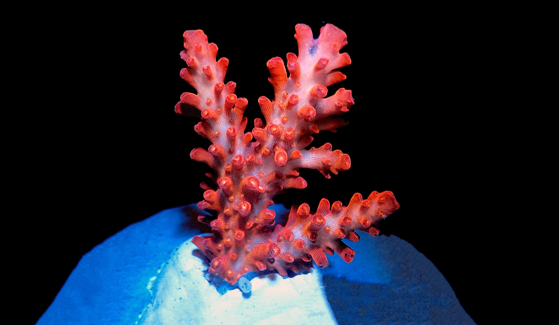 Acropora Care Guide | Lunar Tide Aquatics