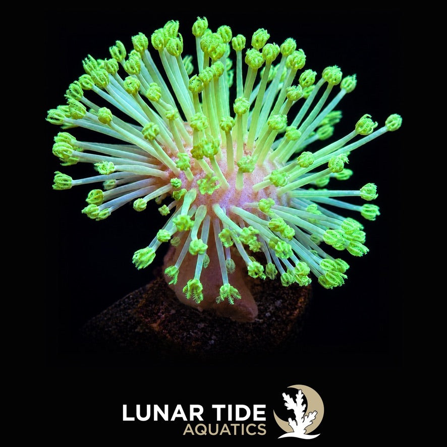 Soft Coral