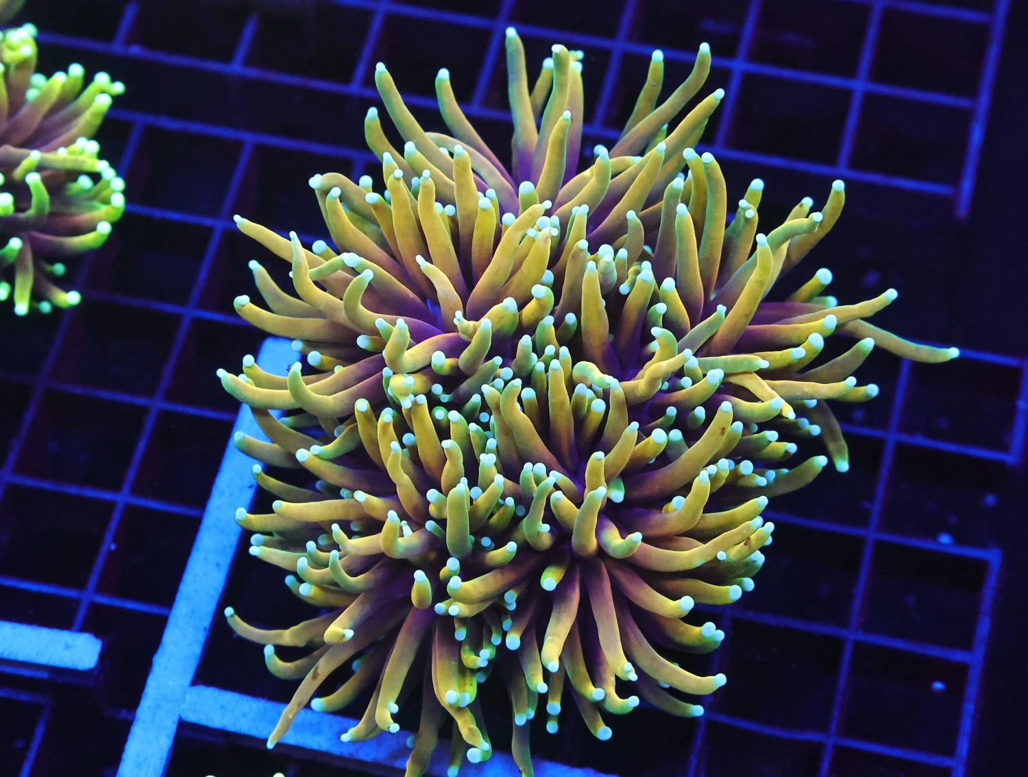 Torch Coral