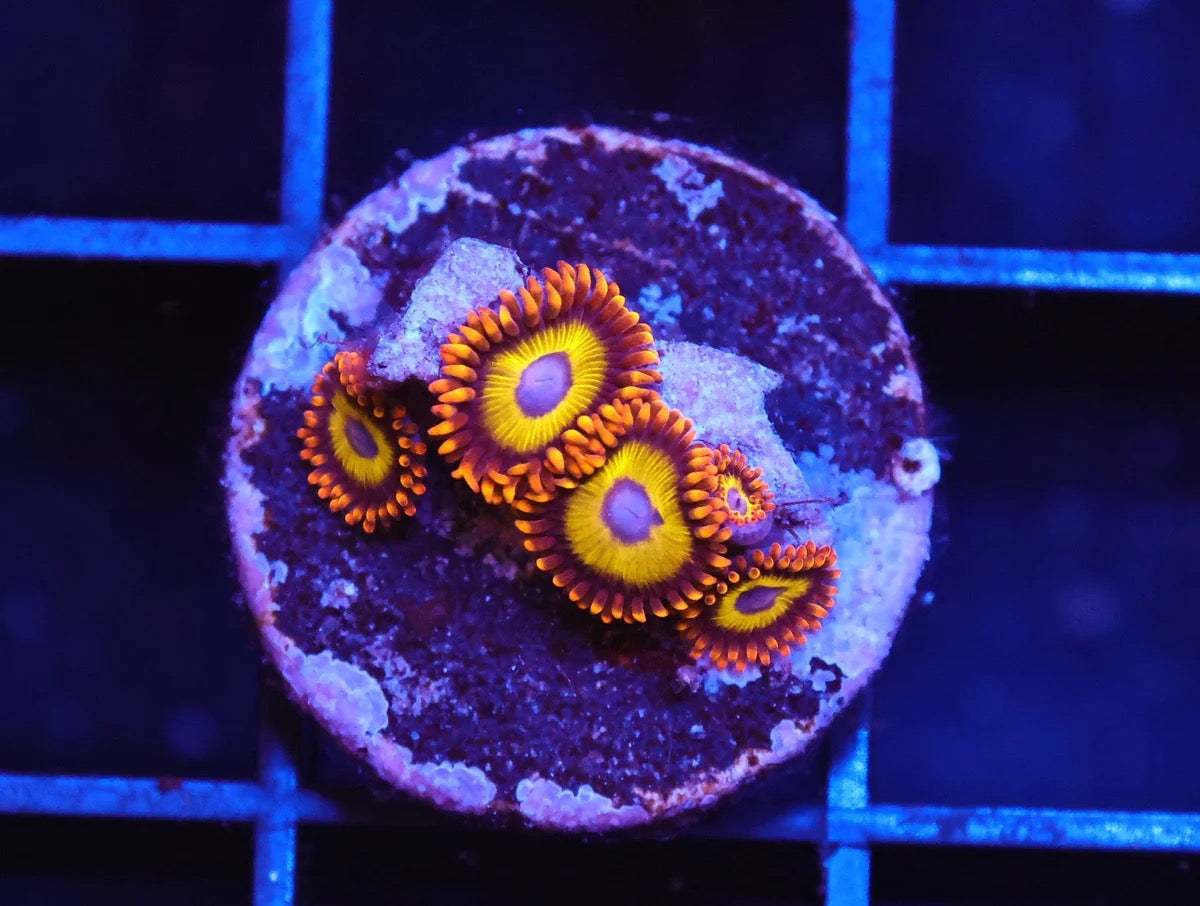 Zoanthids & Palythoas