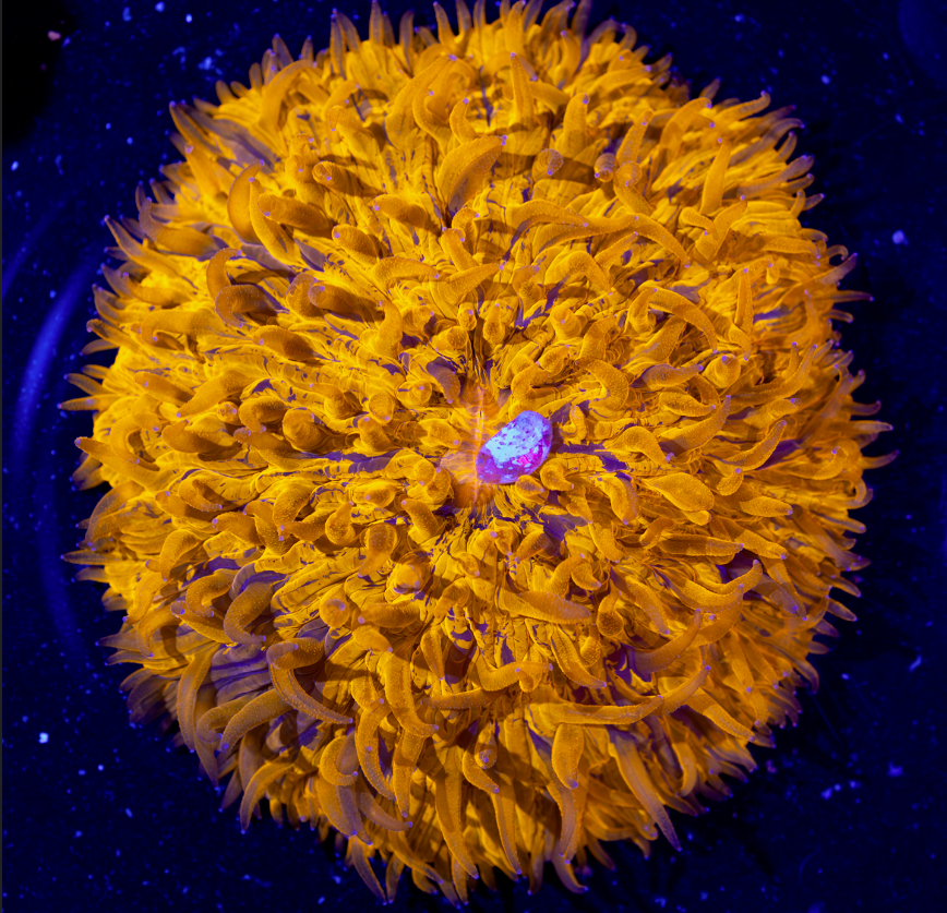 Plate Corals