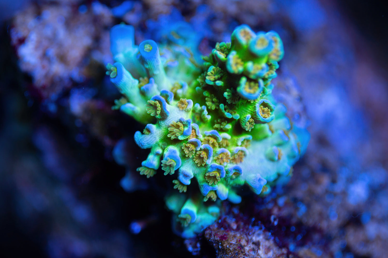 SPS Corals