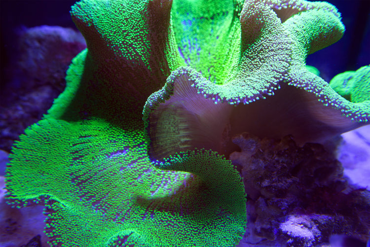 Soft Coral