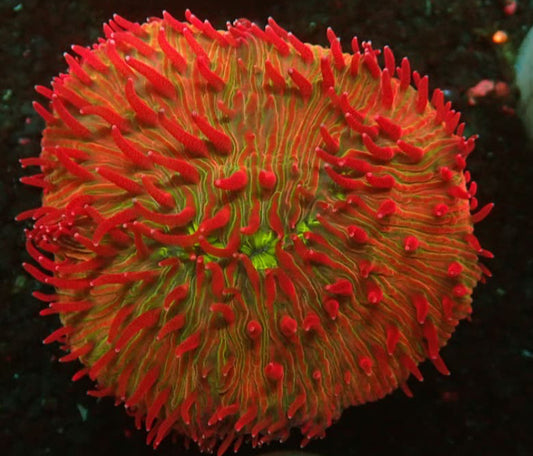 LTA Firecracker UFO Fungia