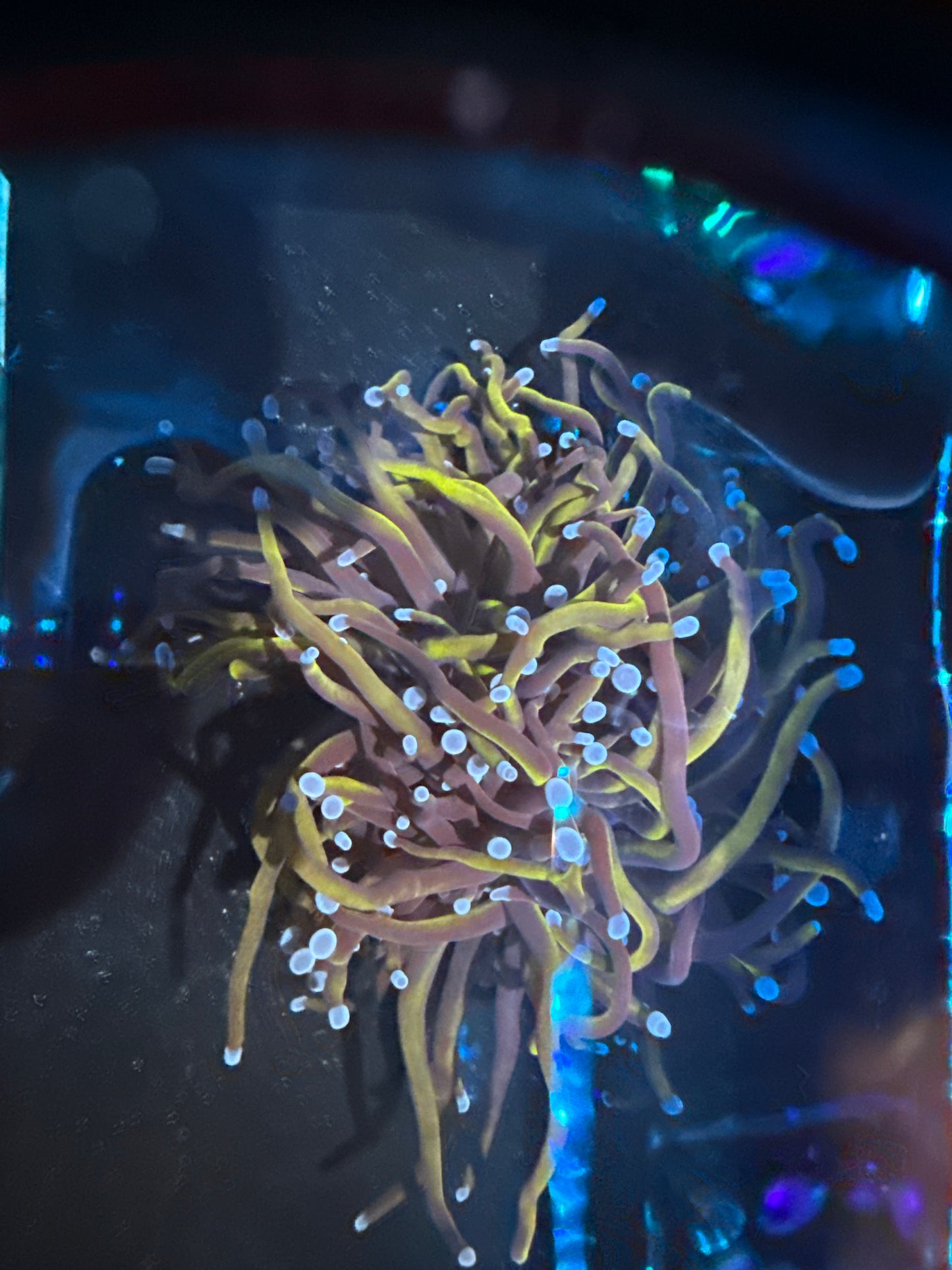 LTA - 2 Head Indo Gold Torch With Blue Tips (WYSIWYG)