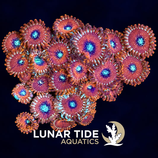 Lunar Tide Aquatics coral photo