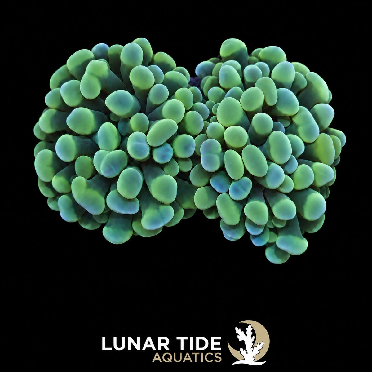 Ocean-Vibez Hammer coral