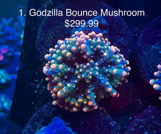 LT Godzilla Bounce Mushroom