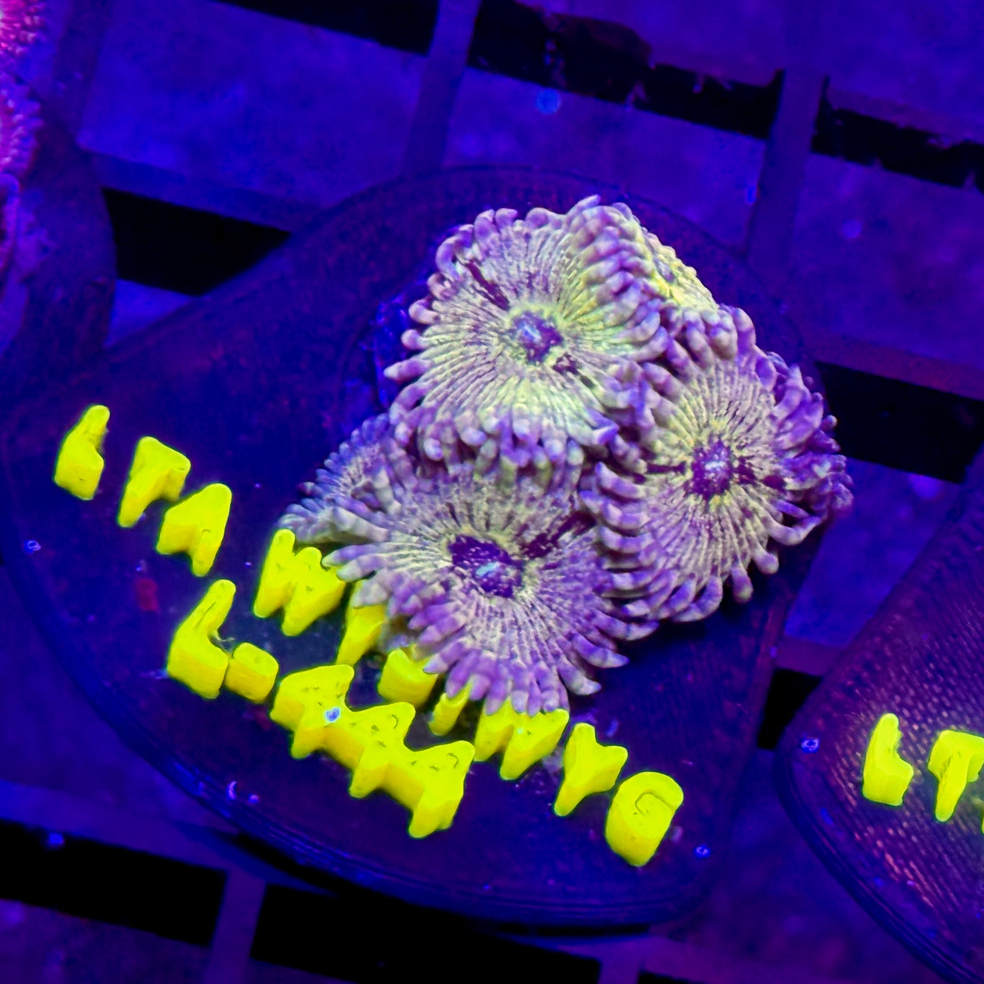 LT Purple Punch Zoa