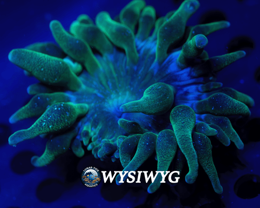LTA Cosmic Dawn Bubble Tip Anemone