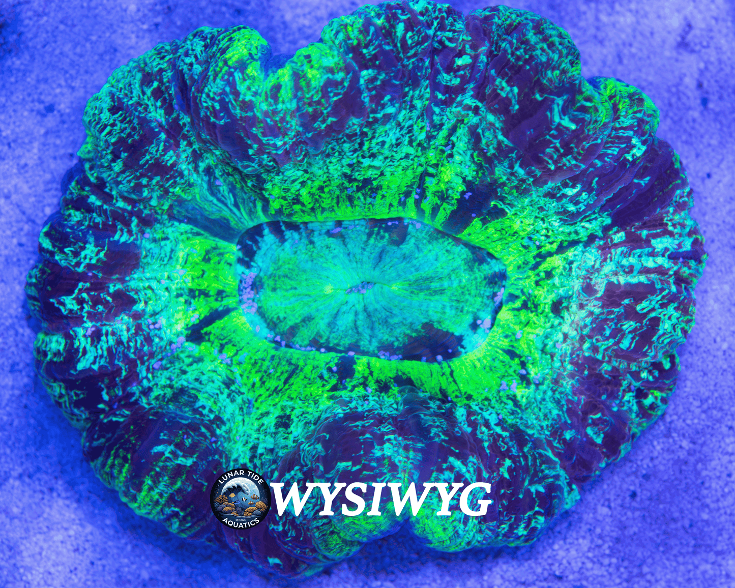 LTA Pressurized RP-1 Trachyphyllia