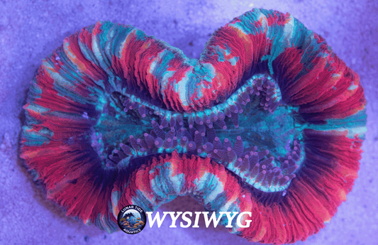 LTA Graviton Bloom Trachyphyllia