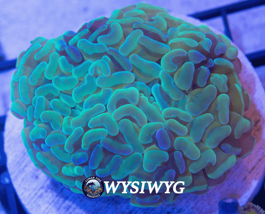 LTA Mystic Galaxy Hammer