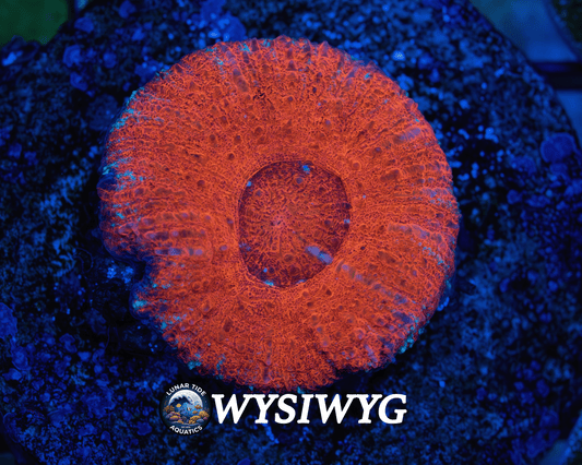 LTA Red Tide Scolymia