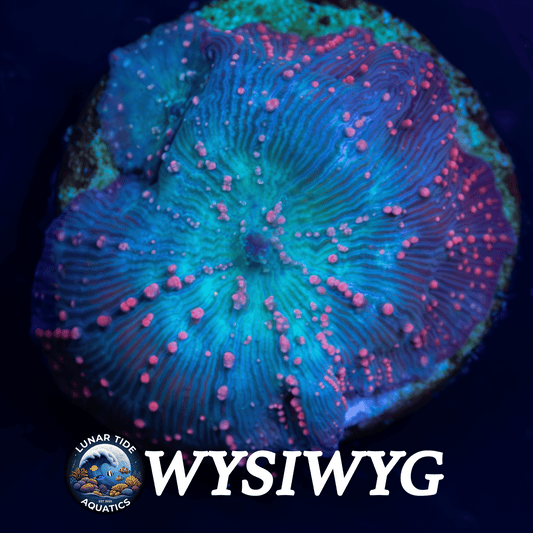 LTA Electric Pink Polk-A-Dot Mushroom