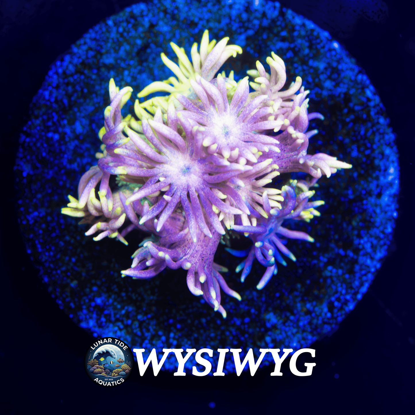 LTA Rainbow Barbie Goniopora