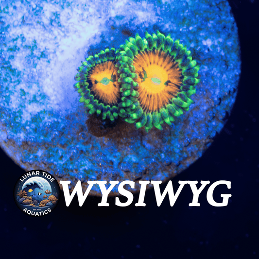 LTA Rainbow Incinerator Zoanthid