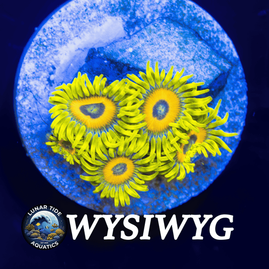 LTA Super Saiyan Zoanthids